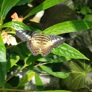 Meet your Posher, Lourdes